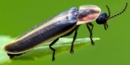 Logo de Luciole
